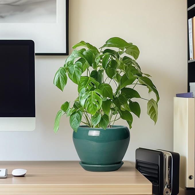 Indoor Plant Pot 6 Inch - Image 7