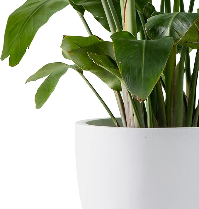 Kante 20", 13.4" Dia Round Concrete Planters, Outdoor Indoor Modern Decorative - Image 6