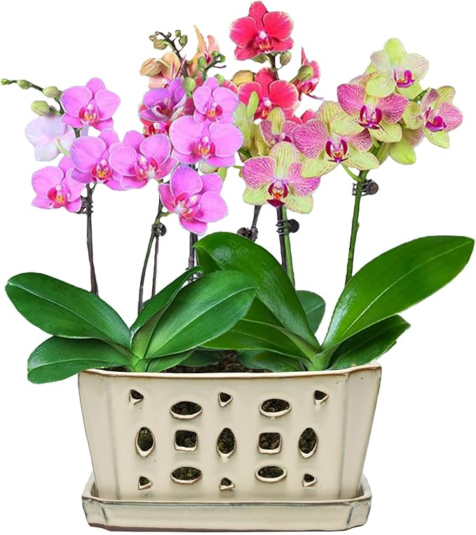 W&W Orchid Pot with Holes and Saucer - Image 6