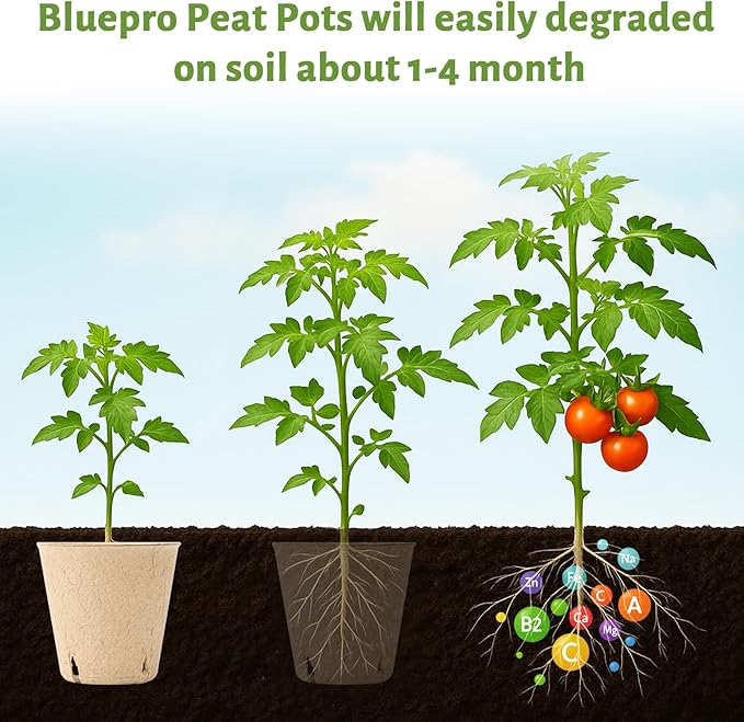 120 Packs 3.15 Inch + 4 Inch Peat Pots, Biodegradable Pots - Image 4