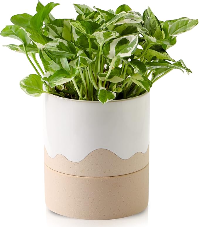 Nihow Self Watering Plant Pot: 6 Inch Ceramic Planter by Nihow