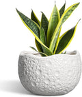 Ceramic Plant Pot by Thirtypot