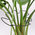 5PCS Black Monstera Plant Stem Support 9x7.6in by Yohsnor