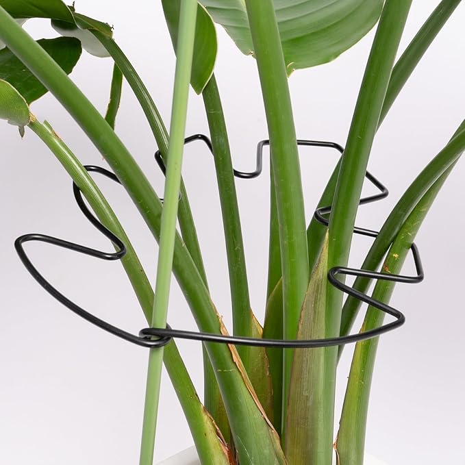 5PCS Black Monstera Plant Stem Support 9x7.6in by Yohsnor