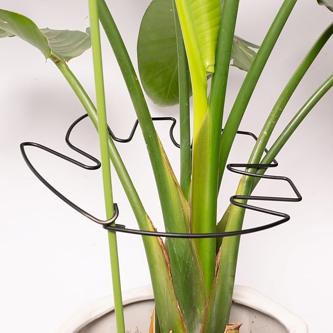 5PCS Monstera Plant Stem Support - Image 7