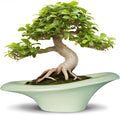 Ceramic Bonsai Pots by Teagas