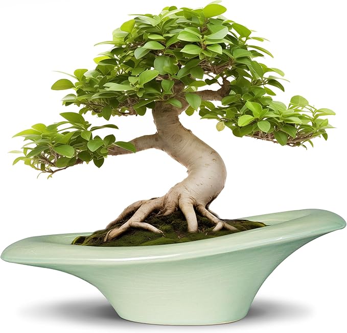 Ceramic Bonsai Pots by Teagas