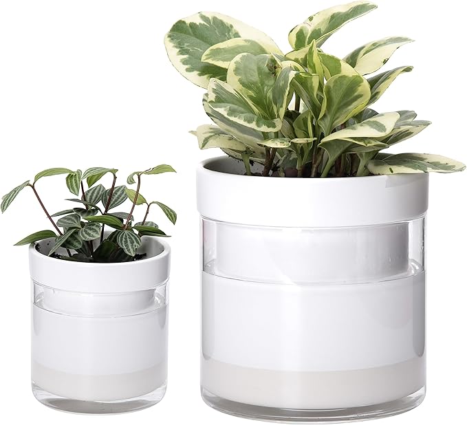 Phoenix Vine 6 Inch 4 Inch Self Watering Planter by Phoenix+Vine
