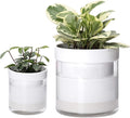Phoenix Vine 6 Inch 4 Inch Self Watering Planter by Phoenix+Vine