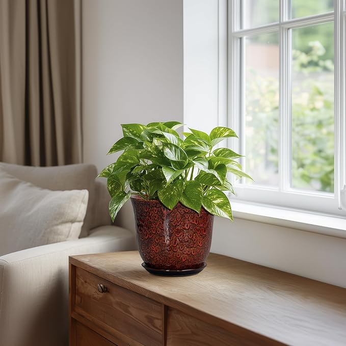 Ceramic Plant Pots - Image 5