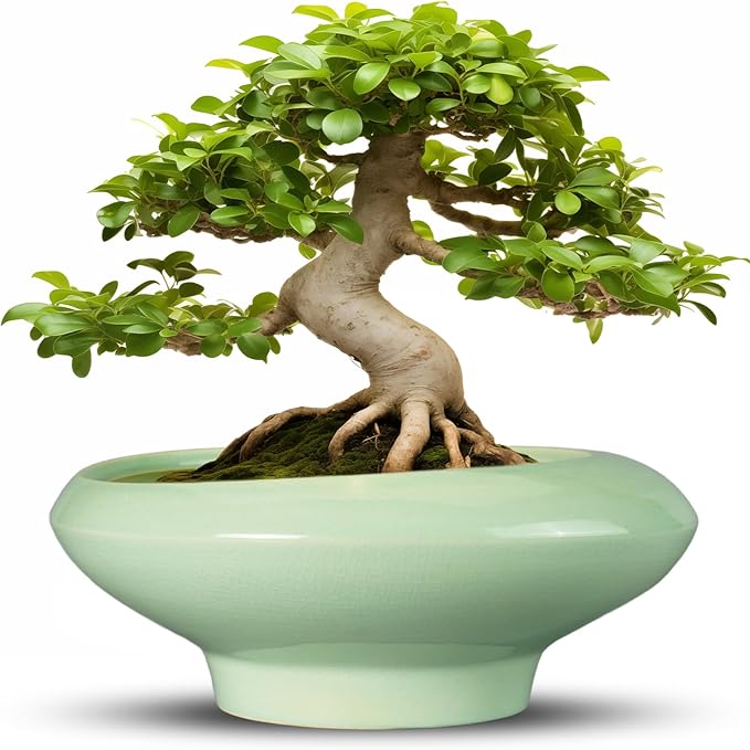 Ceramic Bonsai Pots by Teagas