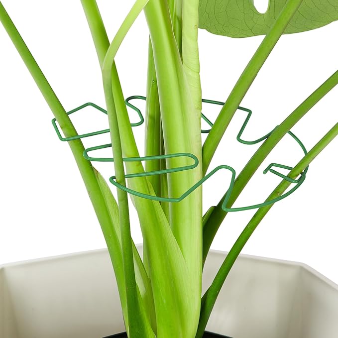 6PCS Iron Monstera Plant Support, Uniquely Designed Indoor Plant Accessories by Unknown