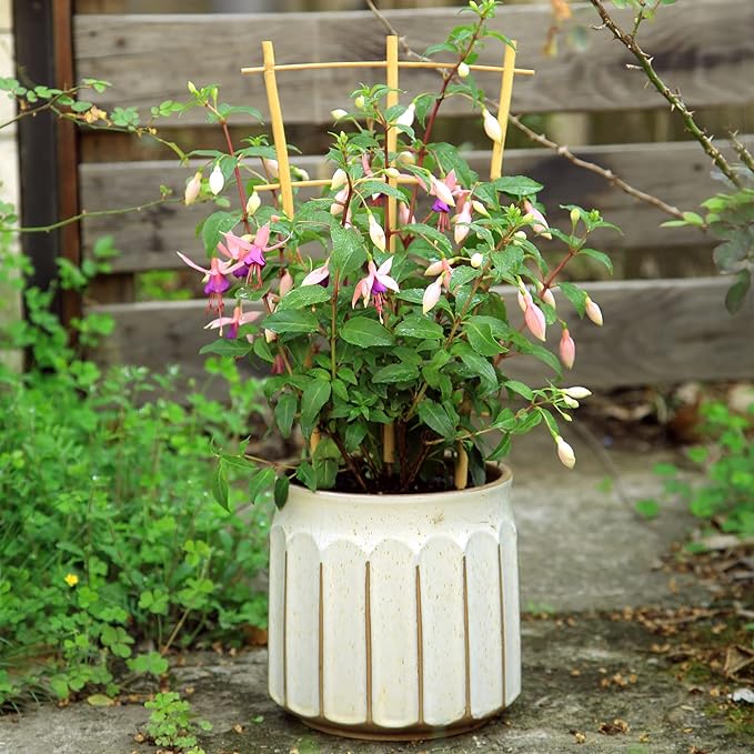 3Pack Bamboo Trellis 16 Inch Fan Shaped Small Plant Trellis - Image 6