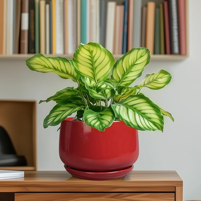 G EPGardening Ceramic Pot for Plants - Image 6
