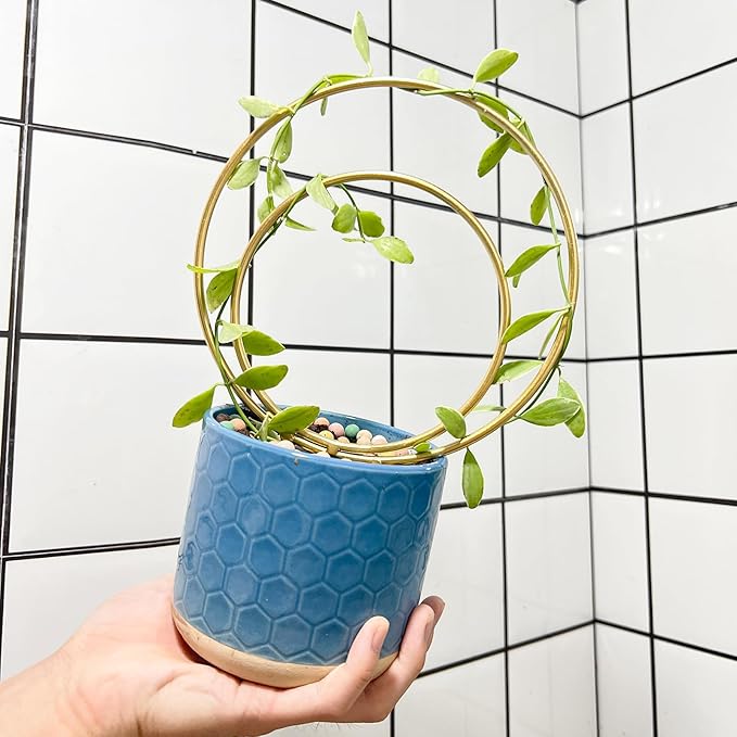 Mirthdino Hoya Trellis- Metal Plant Trellis Indoor 3-Pack - Image 6