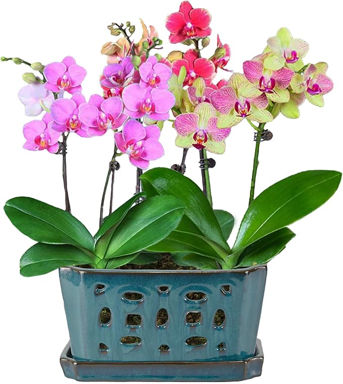 W&W Orchid Pot with Holes and Saucer - Image 6