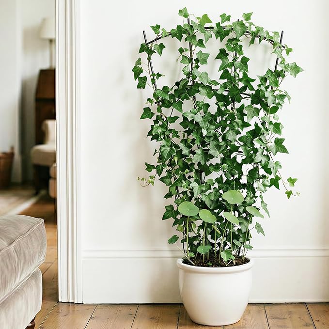 4 Pack 43'' Indoor Plant Trellis - Image 6