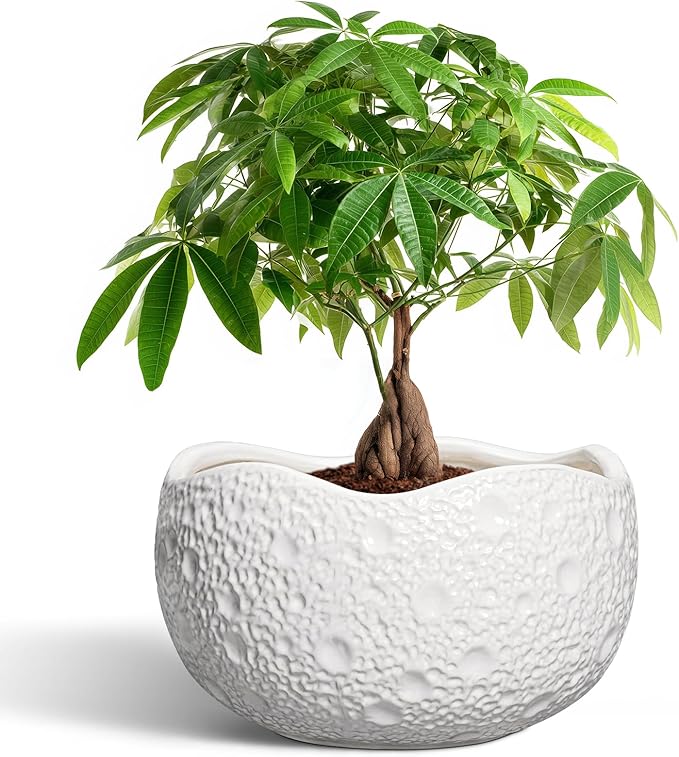 10 Inch Plant Pot by Thirtypot