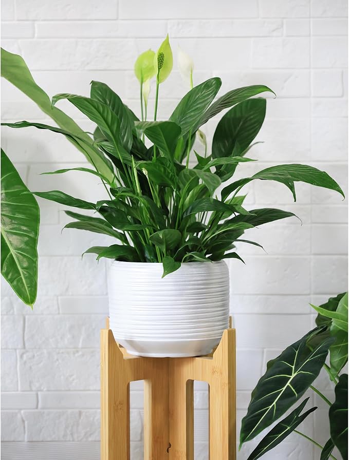 8 Inch + 6 Inch Ceramic Plant Pots Indoor - Image 6