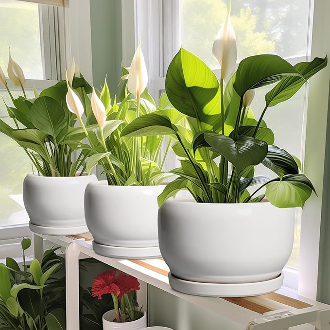 SQOWL Ceramic Planters for Indoor Plants - Image 6