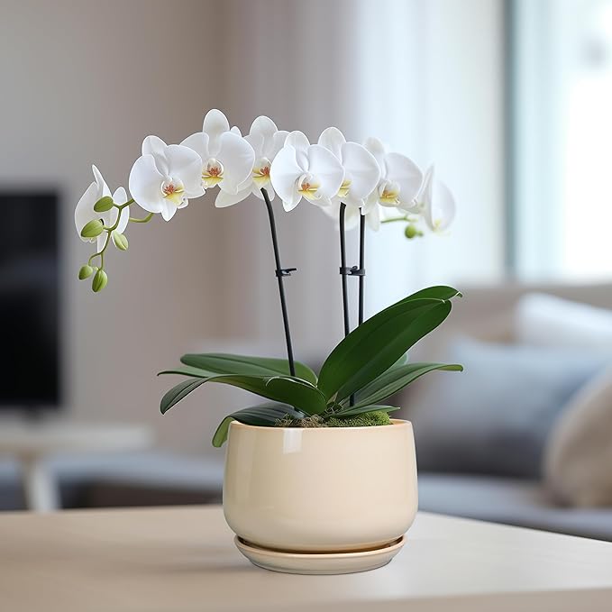 G EPGardening Ceramic Pot for Plants - Image 5