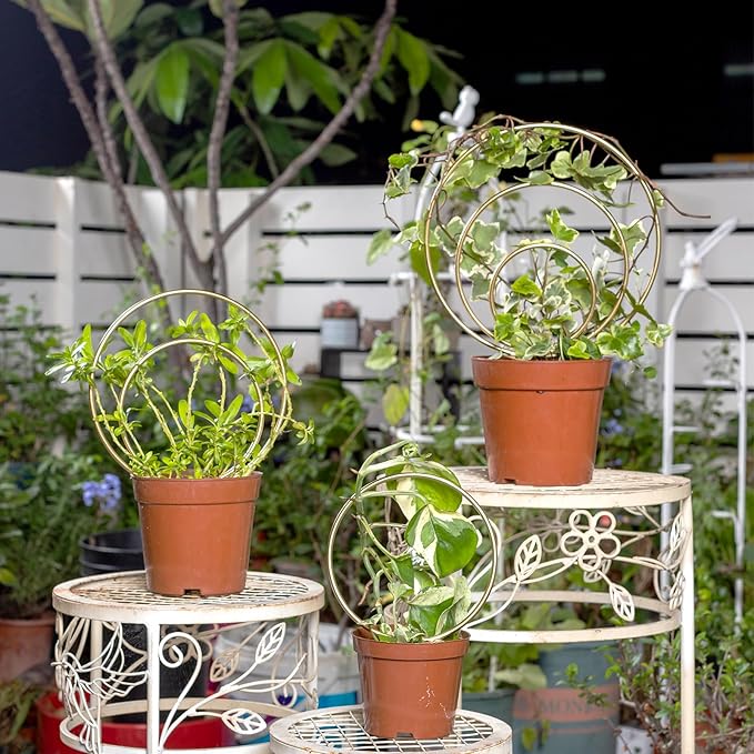 Mirthdino Hoya Trellis- Metal Plant Trellis Indoor 3-Pack - Image 2
