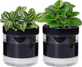 Phoenix Vine 6 Inch Self Watering Planter Pot by Phoenix+Vine