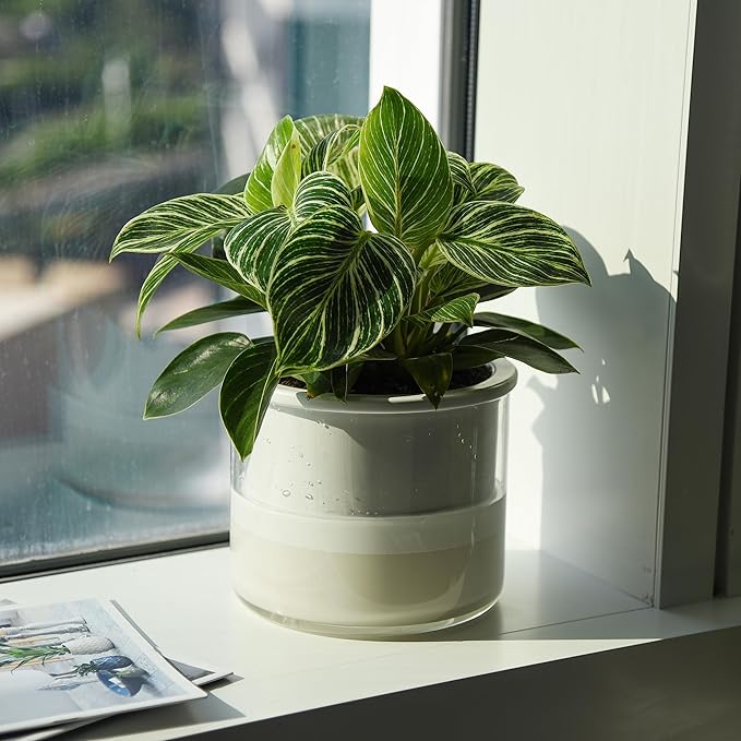 Phoenix Vine 6 Inch Self Watering Planter Pot, Design White Terracotta Pot - Image 5