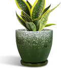 6 Inch Plant Pot by EPFamily
