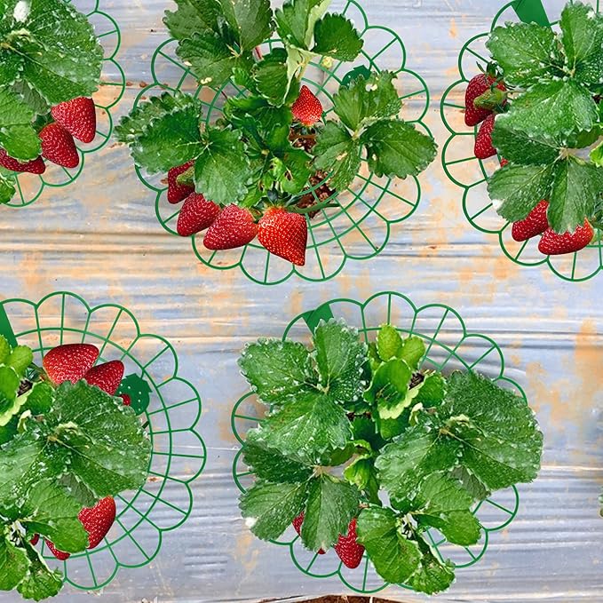 Iceyyyy 6 Pack Strawberry Plant Stand Supports-Strawberry Plant Support Stand - Image 5