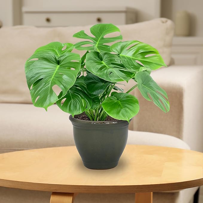 Sunnydaze Round Ceramic Planter - Image 7