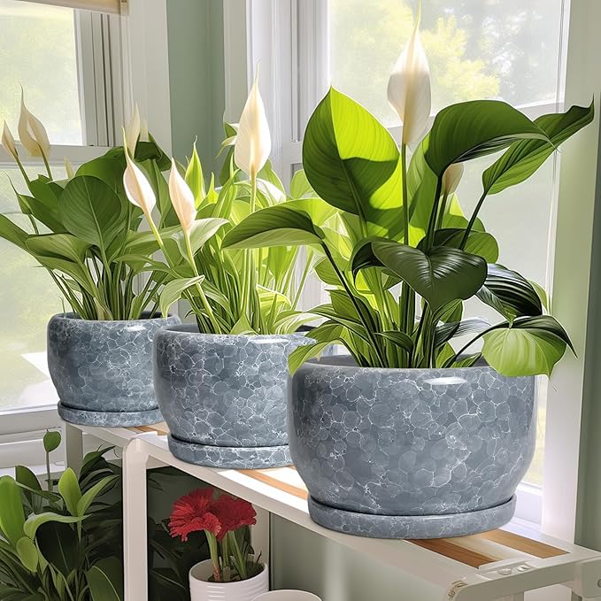 SQOWL Ceramic Pot for Plants - Image 6