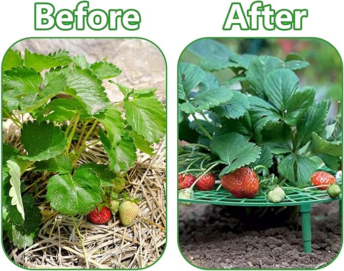 Iceyyyy 5 Pack Strawberry Plant Support - Image 5
