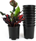 Wholesale Bulk Nursery Pot 4 Inch Black Plastic Planters 30-Pack 0.25 Gallon by CottaPlanters