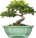 Bonsai Pots 11 Inch by Teagas