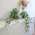 Fake English Ivy Plants in Pots Set of 2 – Realistic Artificial Ivy Greenery by ALYPTUS
