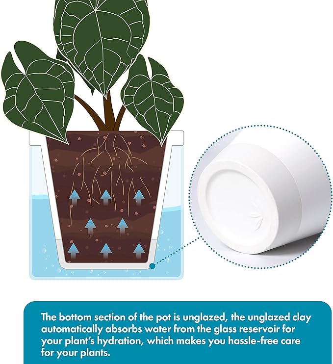 D'vine Dev 6 Inch Design Self Watering Planter - Image 4