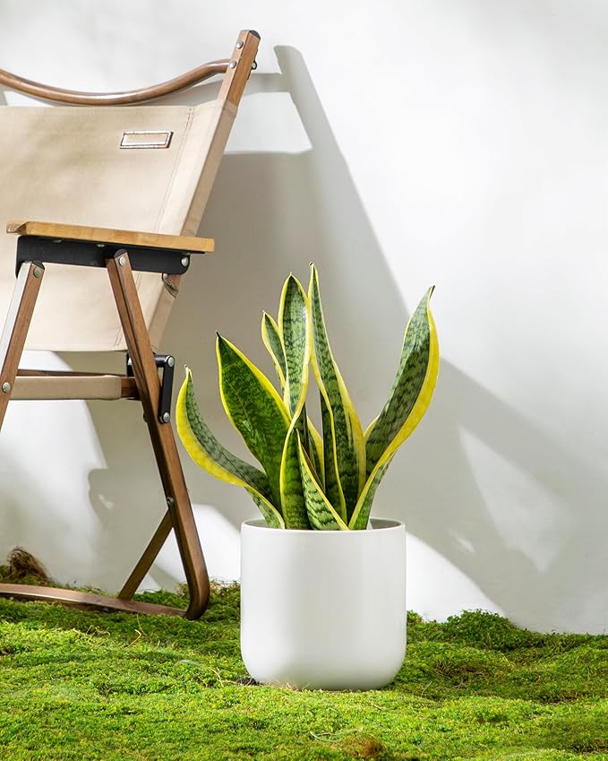 vancasso 6 Inch Ceramic Plant Pots, Planters - Image 8