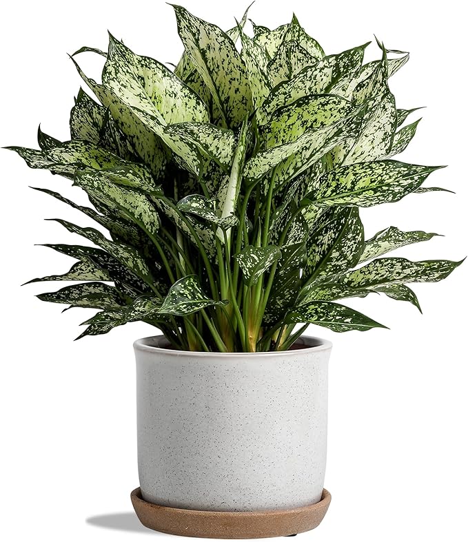 5.8 Inch Plant Pot: Ceramic Planter by Chubacoo