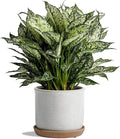 5.8 Inch Plant Pot: Ceramic Planter by Chubacoo