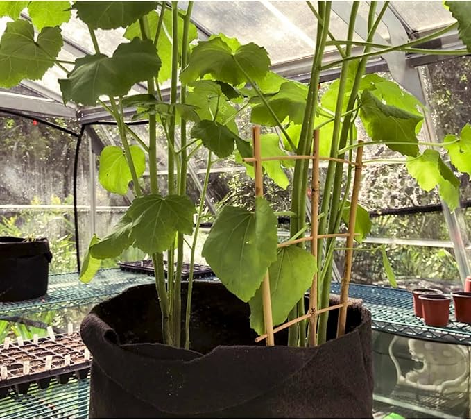 20 Pack 16" Bamboo Trellis for Climbing Plants-Natural Garden Ladder Fan - Image 6