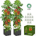 2 Pack Raised Garden Bed Tomato Planter by Laodier