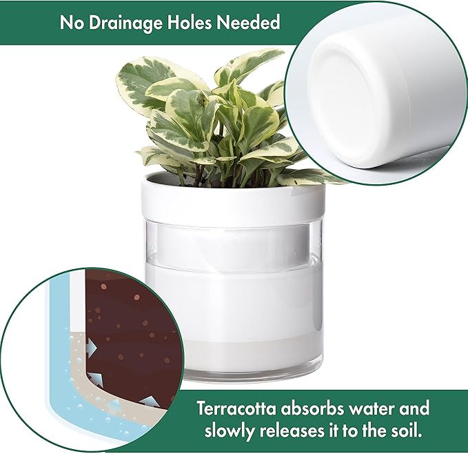 Phoenix Vine 6 Inch Self Watering Planter - Image 4