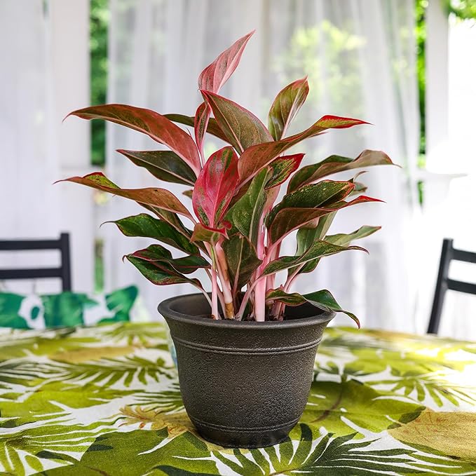 The HC Companies Sierra Round Self-Watering Pot - Image 2