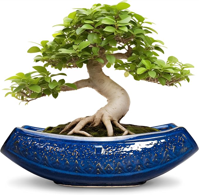 Bonsai Pots - 18 Inch Large Ceramic Succulent Pots by Teagas