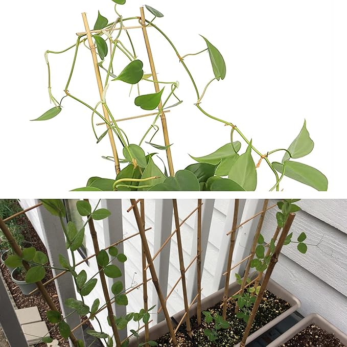 Avalution 10 Pack Natural Bamboo Trellis - Image 5