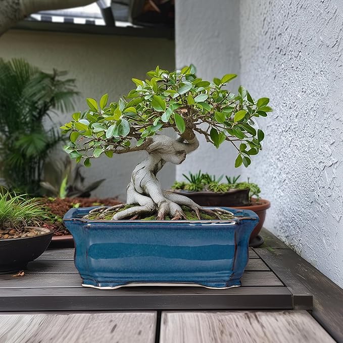 Bonsai Tree Pot - Image 3