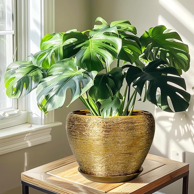 Ceramic Planter 10 Inch - Image 7