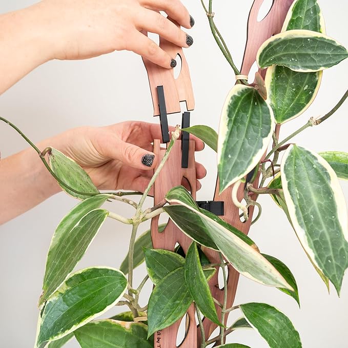 Treleaf Zella Grande Starter Kit – Wooden Extendable Plant Trellis - Image 4