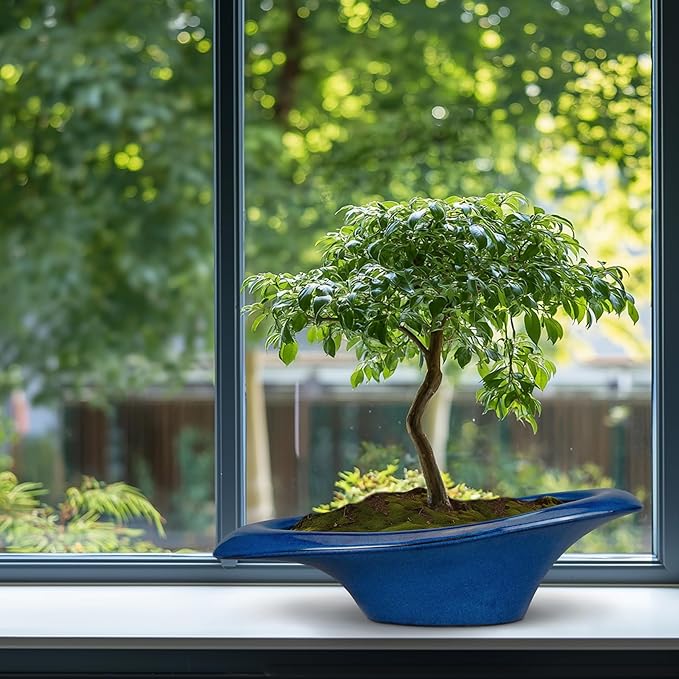 Bonsai Tree Pot 18 Inch - Image 8